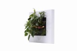 Tablou plante vii LivePicture GO alb