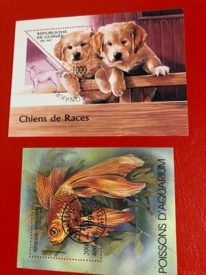 COLIȚE ȘTAMPILATE foto