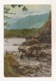 FA136 -Carte Postala- RUSIA - Altai Mountain. Along the Katun River, necirculata 1967