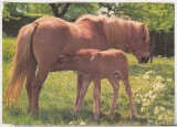bnk cp Cai - Germania carte postala necirculata - Kruger