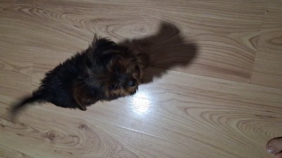 Yorkshire Terrier foto