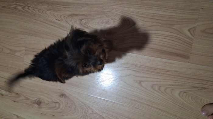 Yorkshire Terrier