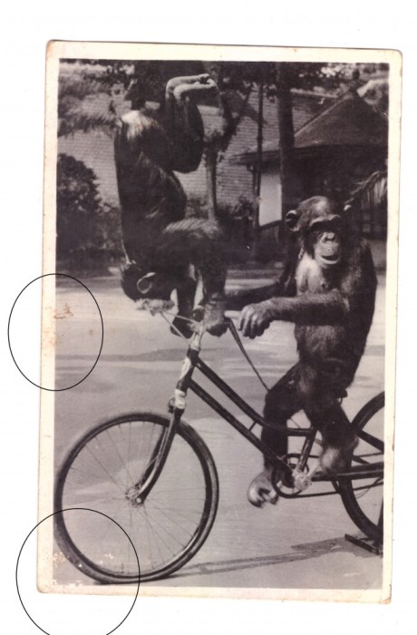 CP maghiara Zoo Budapesta maimute pe bicicleta, interbelica, necirculata