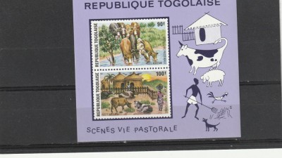 Fauna ,viata in gospodarii ,vaci ,oi,bloc ND ,Togo. foto