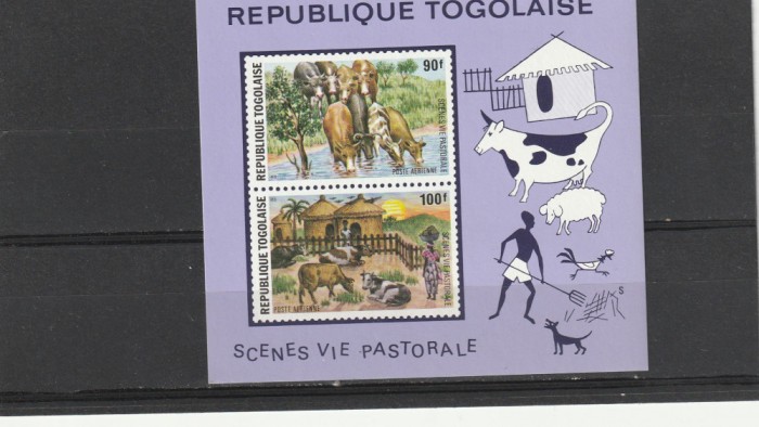Fauna ,viata in gospodarii ,vaci ,oi,bloc ND ,Togo.