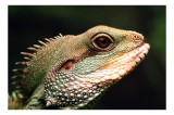 Tablou Canvas, "Lumea misterioasă a reptilelor verzi", Șop&acirc;rlă, Textură, Solzisori, Verde, Țepi, Privire, Natură, Reptilă, 39 x 26 cm, CMCLASS