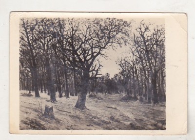 bnk cp Ion Andreescu - Padurea - circulata 1956 foto