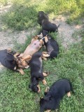 Teckel/Dachshund de 7 saptamani