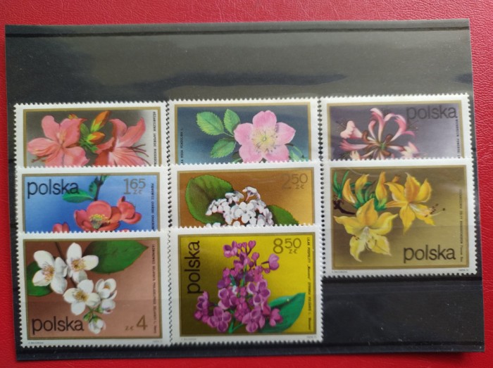 POLONIA 1 ( 1 )