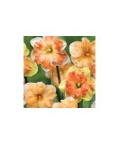 Cumpara ieftin Narcise Narcissus, Butterfly Mix, Mix, 14/16, 1 Bulb, Oem