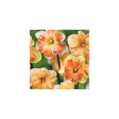 Narcise Narcissus, Butterfly Mix, Mix, 14/16, 1 Bulb