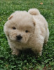 Pui de Chow Chow