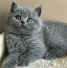 British shorthair blue foto