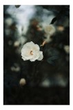 Tablou Canvas, "Floarea singuratică &icirc;n amurgul serii", Floare, Delicatețe, Frumusețe, Natură, Lumină, Petale, Eleganță, Contrast, 26 x 39 cm, CMCLASS