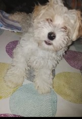 Bichon mix