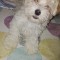 Bichon mix