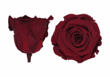 Trandafiri Criogenati Roseamour, Marime XL, Bordo