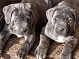 Cane Corso cu pedigree tip A