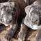Cane Corso cu pedigree tip A