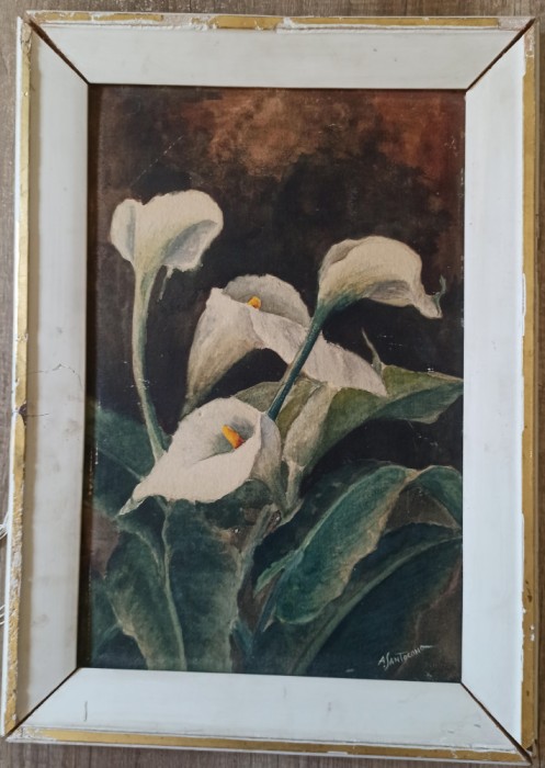 Crini Calla// acuarela Angiolina Santocono