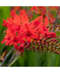 Crocosmia Lucifer Fiery Stars, 6/8, Rosu, bulbi