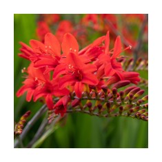 Crocosmia Lucifer Fiery Stars, 6/8, Rosu, bulbi