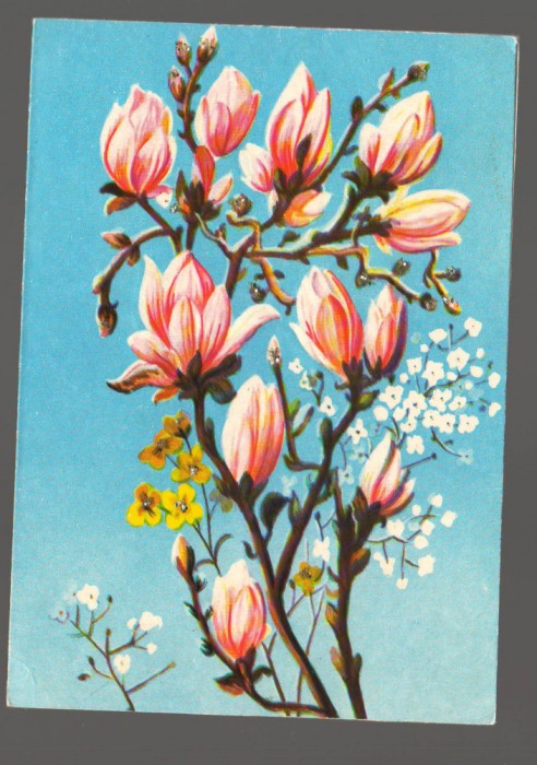CPIB 20270 FELICITARE - MAGNOLIA