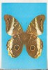 Bnk cp Fauna - fluturi - necirculata