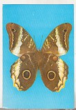 bnk cp Fauna - fluturi - necirculata