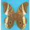 bnk cp Fauna - fluturi - necirculata