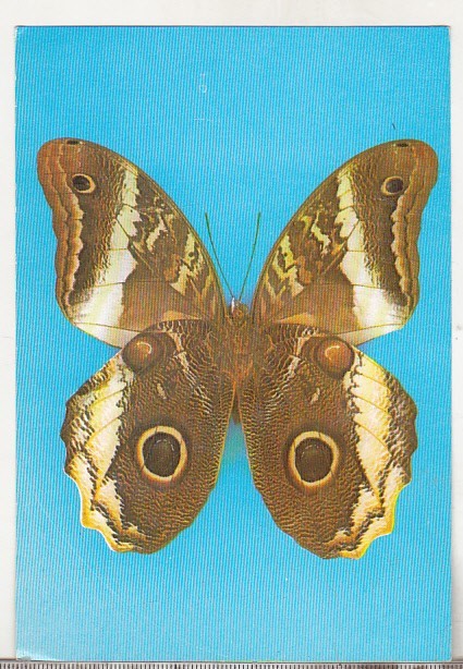 bnk cp Fauna - fluturi - necirculata