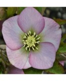 Planta Spanz, Helleborus Orientalis, flori simple, roz cu centru verde, ghiveci 10cm, Oem