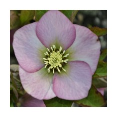 Planta Spanz, Helleborus Orientalis, flori simple, roz cu centru verde, ghiveci 10cm