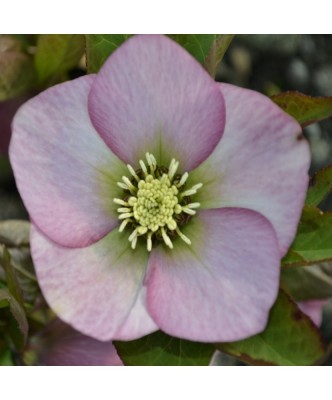 Planta Spanz, Helleborus Orientalis, flori simple, roz cu centru verde, ghiveci 10cm foto