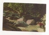 FA136 -Carte Postala- RUSIA - Altai Mountain. Belokurikha River, necirculata 1967