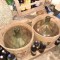 vind vin maturat de 10ani plus trei baloane de sticla de 50Litri fiecare