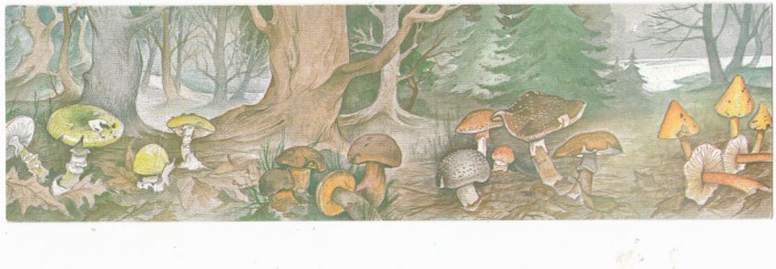 BELGIA 1991 CIUPERCI CARNET MNH.