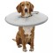 TRIXIE Guler de protecție pentru animale de companie L-XL, 27 cm 425442