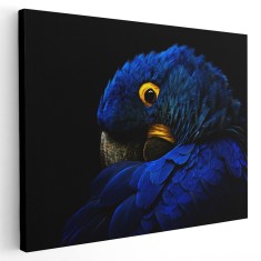 Tablou cap papagal ara, detaliu, albastru, negru 1615 Tablou canvas pe panza CU RAMA 60x80 cm