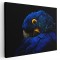 Tablou cap papagal ara, detaliu, albastru, negru 1615 Tablou canvas pe panza CU RAMA 50x70 cm