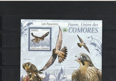 Fauna ,vulturi,Comore. foto