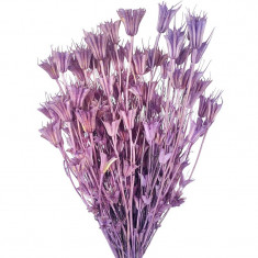 Plante uscate Nigella orientale- lila foto