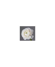 Piciorul Cocosului Ranunculus, White, Alb, 10/+, 1 Bulb