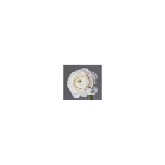 Piciorul Cocosului Ranunculus, White, Alb, 6/7, 1 Bulb