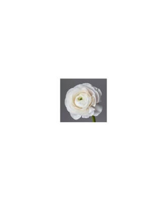 Piciorul Cocosului Ranunculus, White, Alb, 6/7, 1 Bulb foto