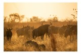Tablou Canvas, "Turma de gnu &icirc;n lumina apusului", Wildebeest, Apus, Savană, Siluete, &Icirc;ntuneric, Peisaj, Iarbă, Animale, Nature, Serenitate, 39 x 26 cm