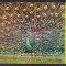INDONEZIA 2016 FAUNA PASARI MI.BL. 329 MNH