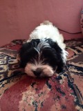 Bichon havanez 4 baietei