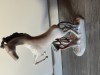 Figurina cal vintage din portelan Arpo