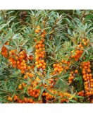 Planta Hippophae rhamnoides Friesdorfer Orange, Catina de Mare P9, ghiveci 9cm, Oem